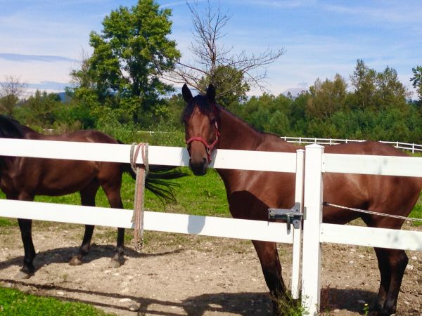 Vinyl Horse Fence Installation
